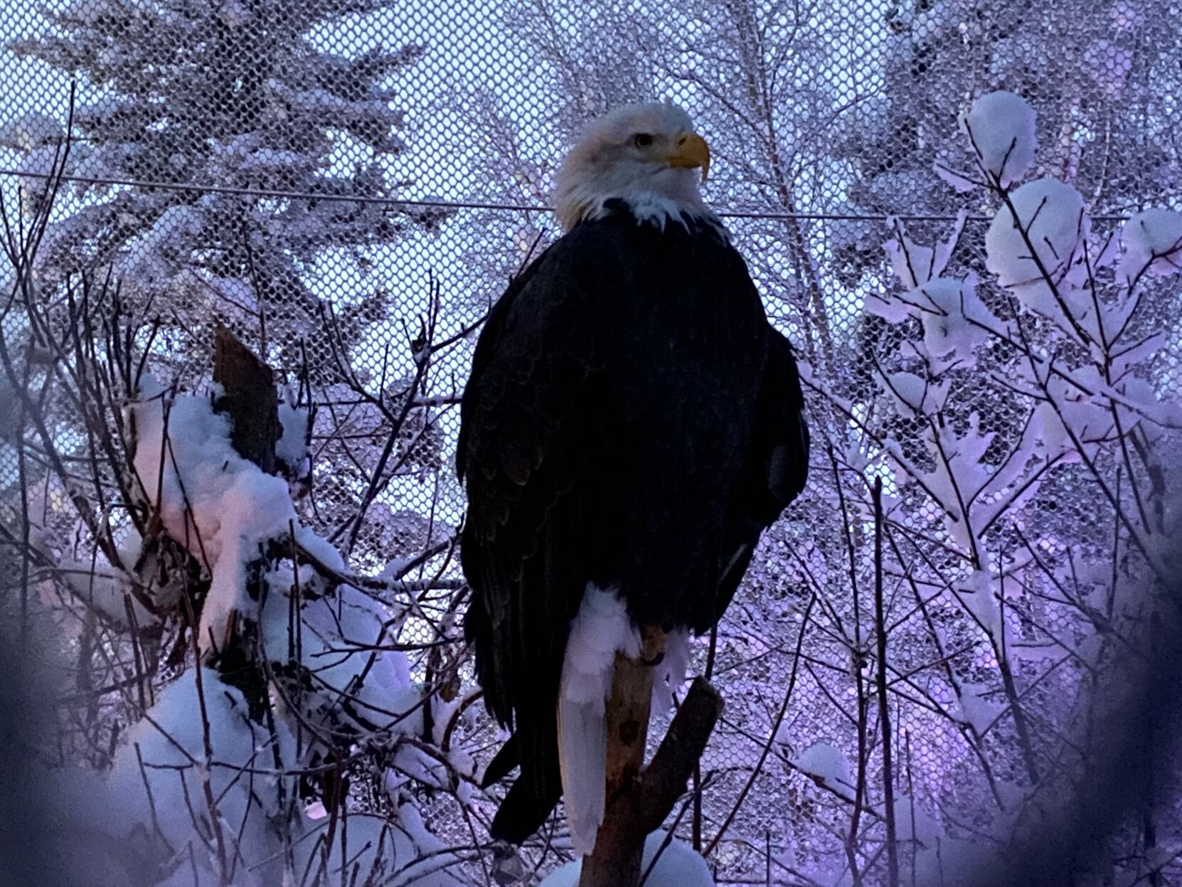 bald_eagle_resident.jpg